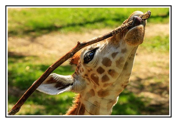 Giraffe - Tierpark Schmiding