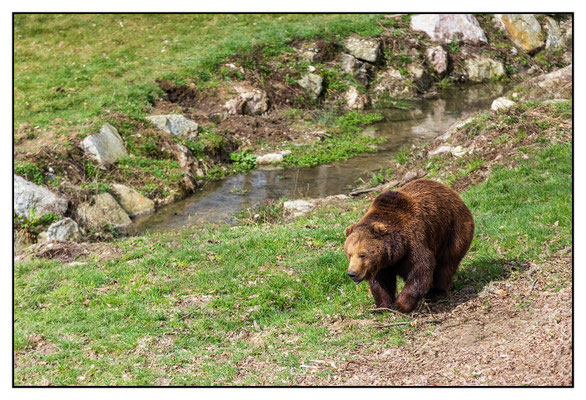 Braunbär - Tierpark Haag