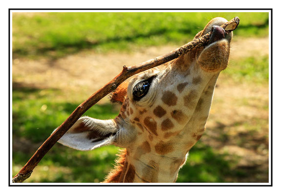 Giraffe - Tierpark Schmiding