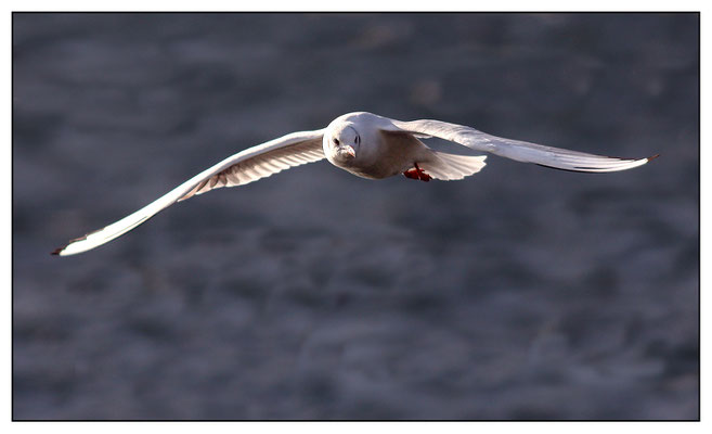 Möwe am Traunsee