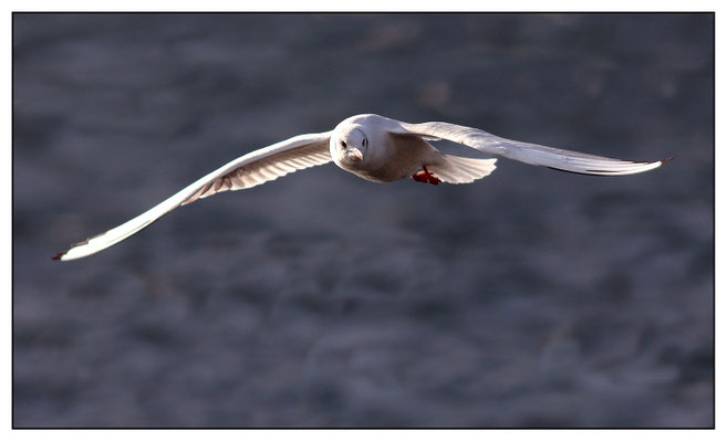 Möwe am Traunsee