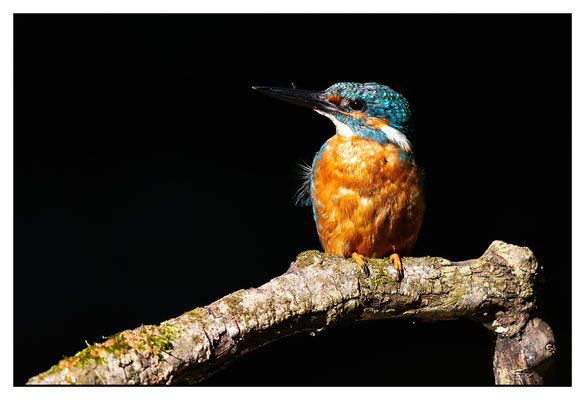 Eisvogel 2024