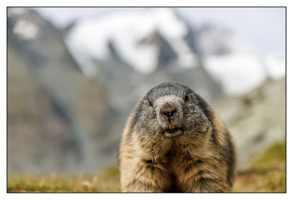 Murmeltiere - Putzige Alpenbewohner am Großglockner 2023
