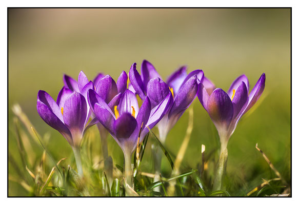 Krokusse 2025