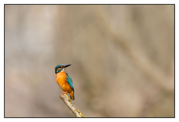 Eisvogel 2025