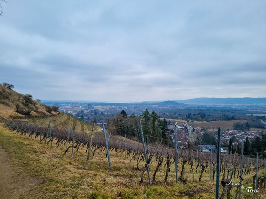 Blick über Singen