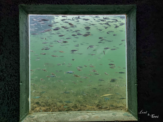 Hier sind Fenster in die Wnde eingelassen, so dass man alles beobachten kann