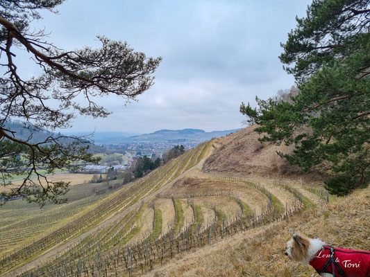 Mit 560 m Höhe liegt hier der höchste Weinberg in Deutschland