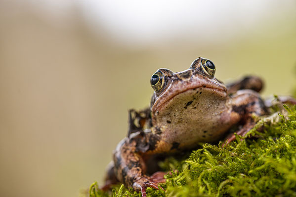 Grasfrosch