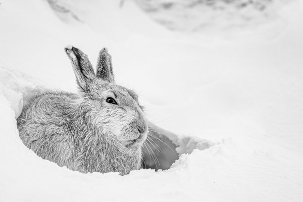 Schneehase