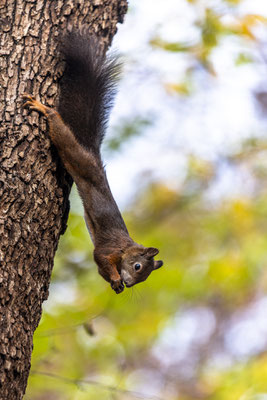 Eichhörnchen