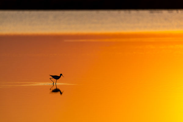 Stelzenläufer im Sonnenuntergang