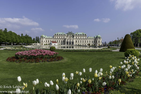 Schloss Belvedere