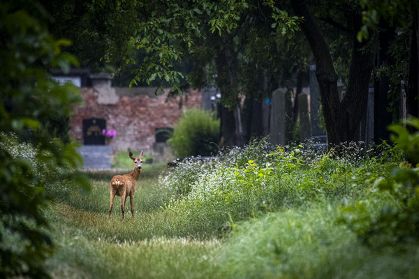 Reh am Zentralfriedhof