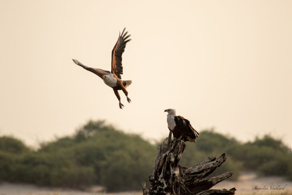 Aigle pêcheur ou pygargue vocifère