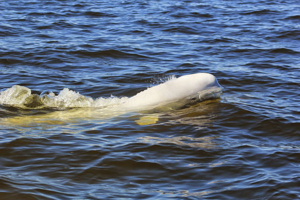 Churchill, Manitoba, Canada