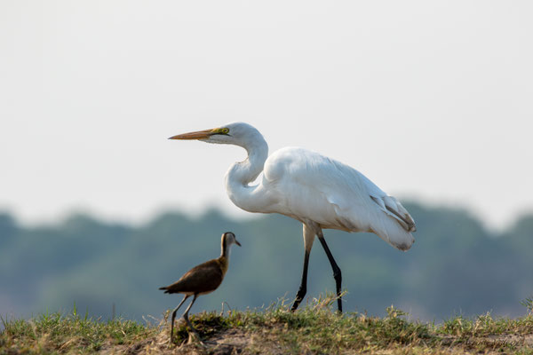 Grande aigrette