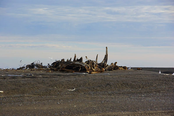 Carcasse de baleine, Point Barrow