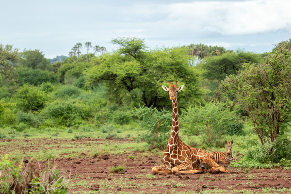 Girafe réticulée et zèbre