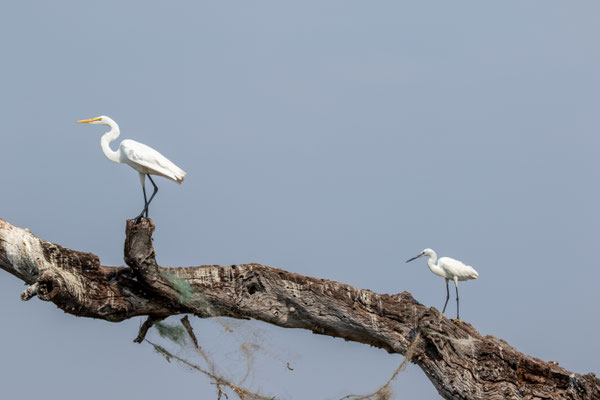 Grande et petite aigrette