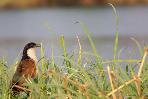 Coucal du Sénégal