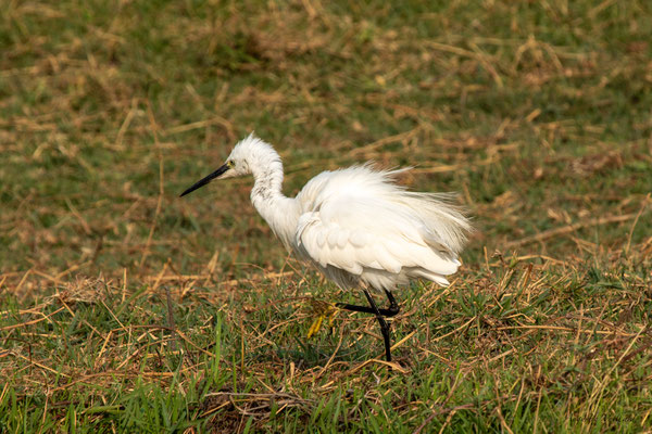 Petite aigrette