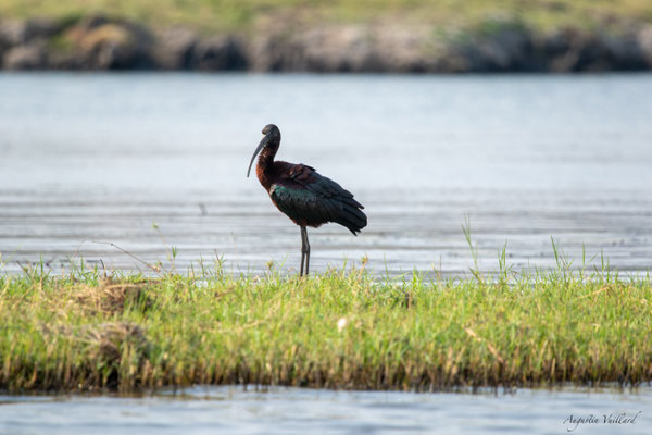 Ibis falcinelle