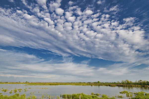 Camargue