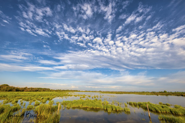 Camargue