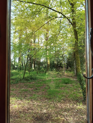 sous bois
