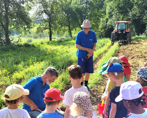 Ernte mit Kindergärten auf dem Kartoffelacker