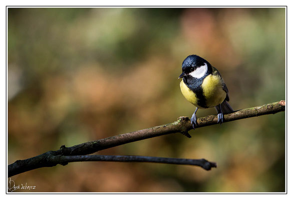 Mésange charbonière # 02