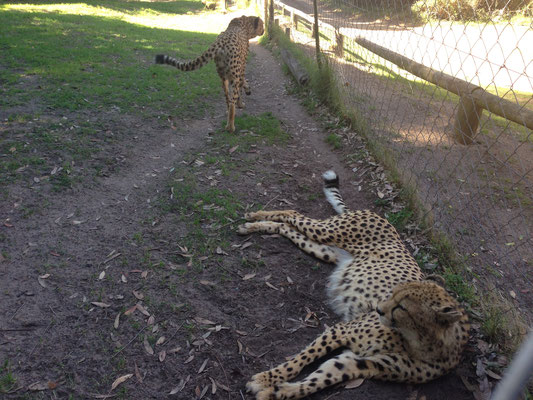 backpacking-suedafrika-port-elizabeth-safari-kragga-gamma-park-gepard
