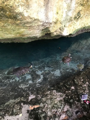 backpacking-mexiko-yucatan-tulum-gran-cenote-schildkroeten