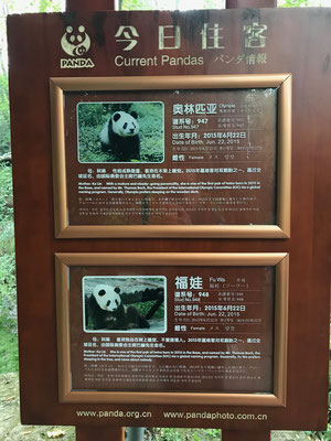 backpacking-china-chengdu-panda-park-pandas-namensschild