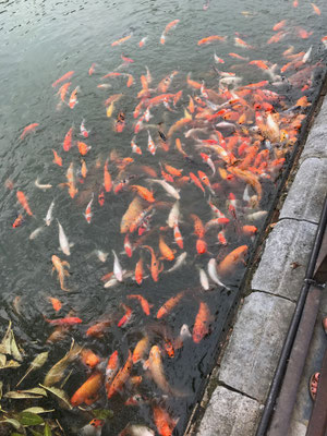 backpacking-vietnam-kaiserstadt-hue-zitadelle-fische-teich