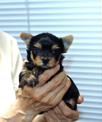 仔犬  香合 アポロ - 小型犬・仔犬(仔犬)のブリーダーズショップ