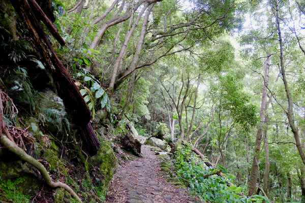 Wanderweg im Urwald, Sao Miguel, Azoren