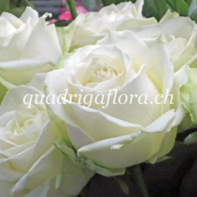 Rosen Strauss Blumengeschäft Quadriga Flora in Meggen Luzern.