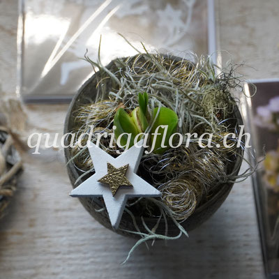 Amaryllis im Topf oder in Wachs in der Adventszeit in Meggen Luzern.