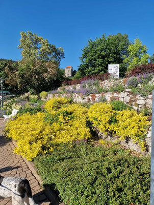 Der Kurpark 