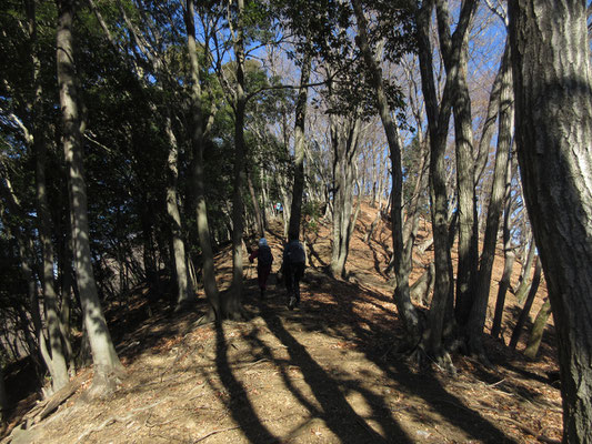 ひと登りすると後はとても快適な稜線歩きとなる