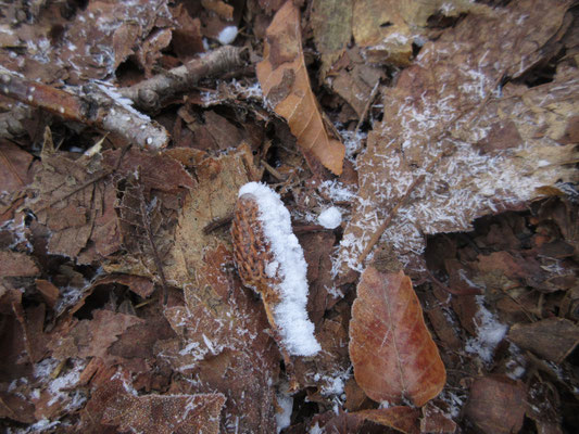 急登に取り付く頃になると、霧氷をまとった森の贈り物に出合う