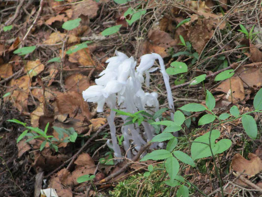 ギンリョウソウ（銀龍草）葉緑素を持たない寄生植物です