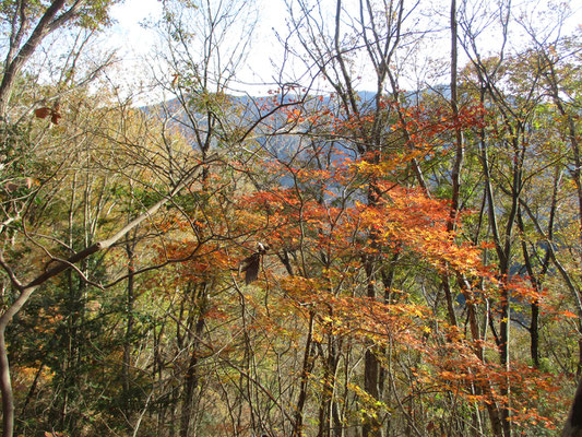 晩秋最後の紅葉　もうあとは冬の景色になるばかり