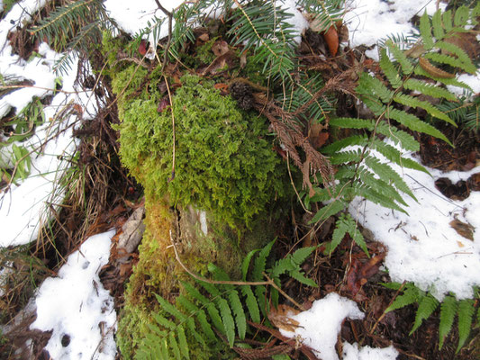 寒い中でも緑がきれいな苔とシダ