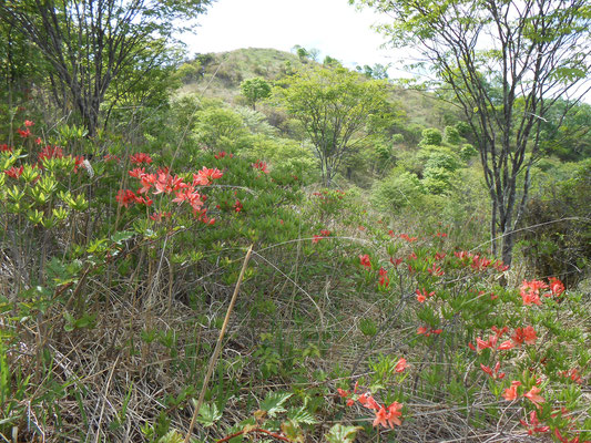 レンゲツツジと山頂手前