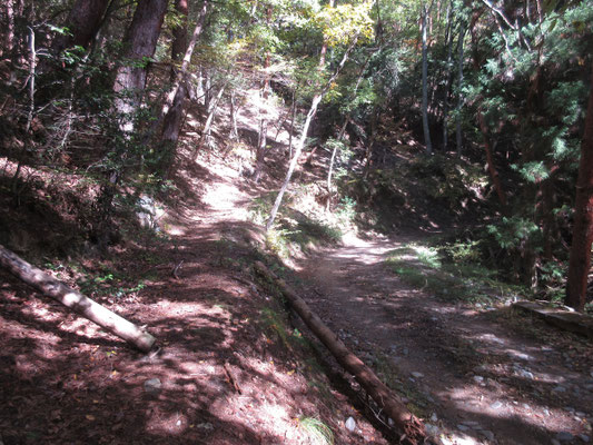 しばらく行くと、左に山道が続いている とても広く立派な山道