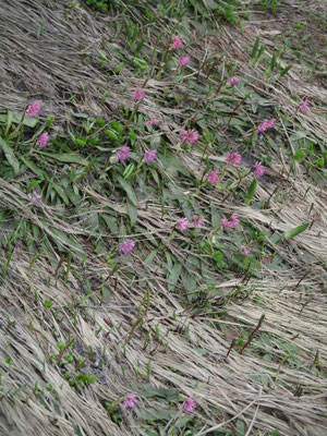 解けたばかりの雪田には早春の花 ショウジョウバカマが満開