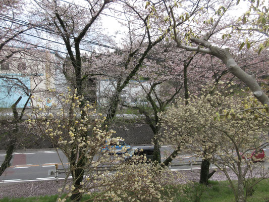 ここも桜や三椏の花盛り